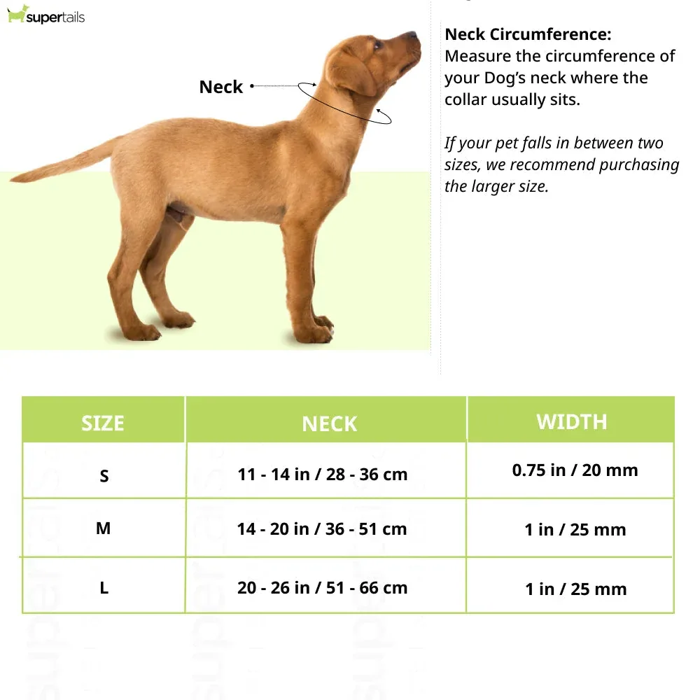 Ruffwear Top Rope Collar for Dogs (Seafoam) - Image 2