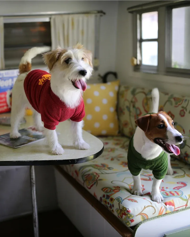 Sauce Tee for Dogs (in Wasabi) - Image 2