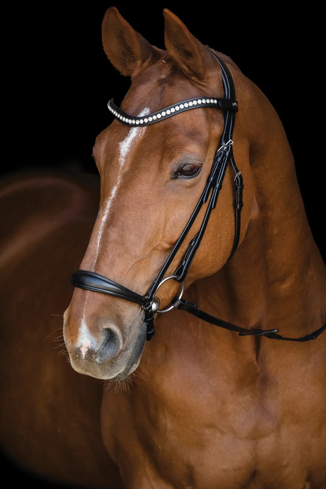 Schockemöhle Pisa Drop Nose Bridle