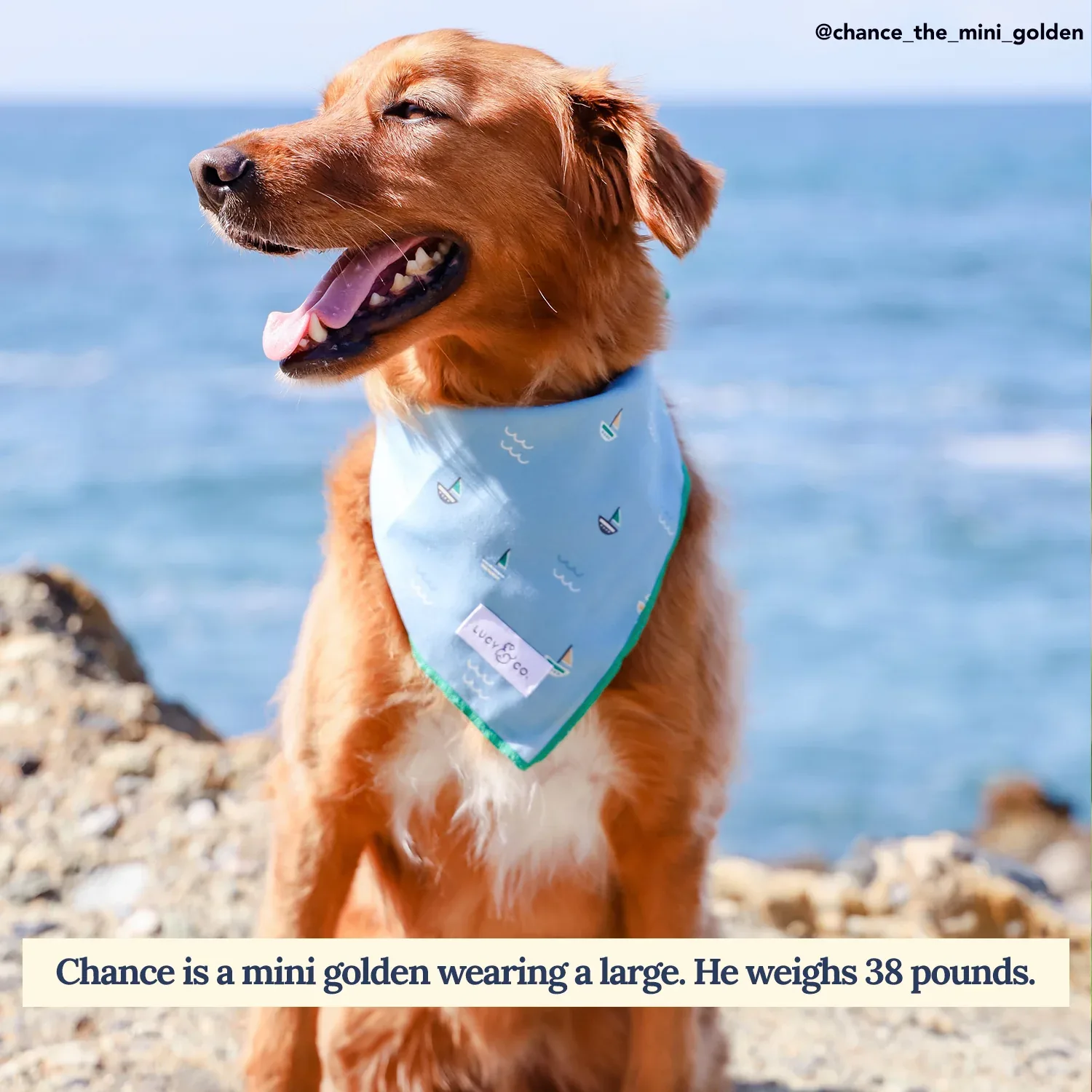 Set Sail Bandana - Image 2