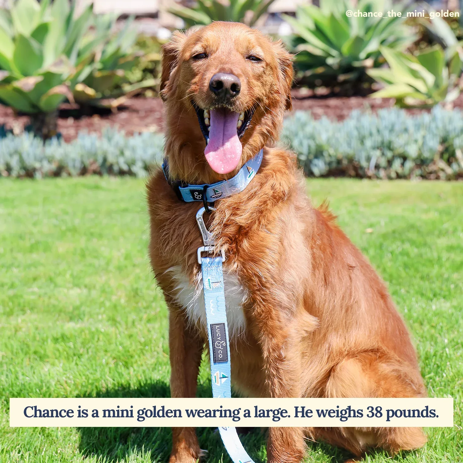 Set Sail Leash - Image 2