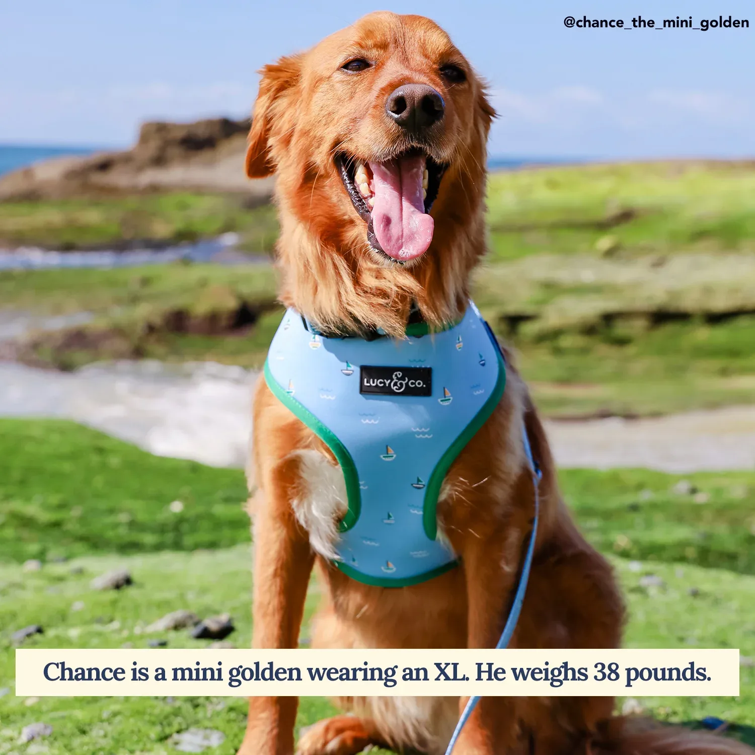 Set Sail Reversible Harness - Image 2