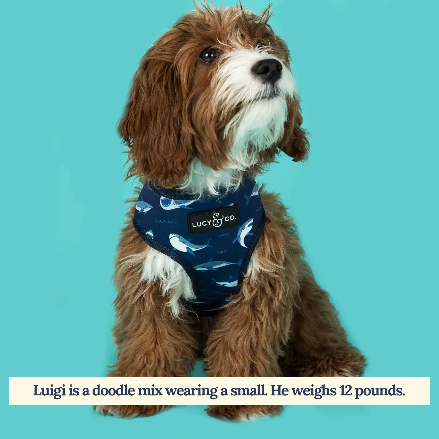 Shark Attack Reversible Harness - Image 2