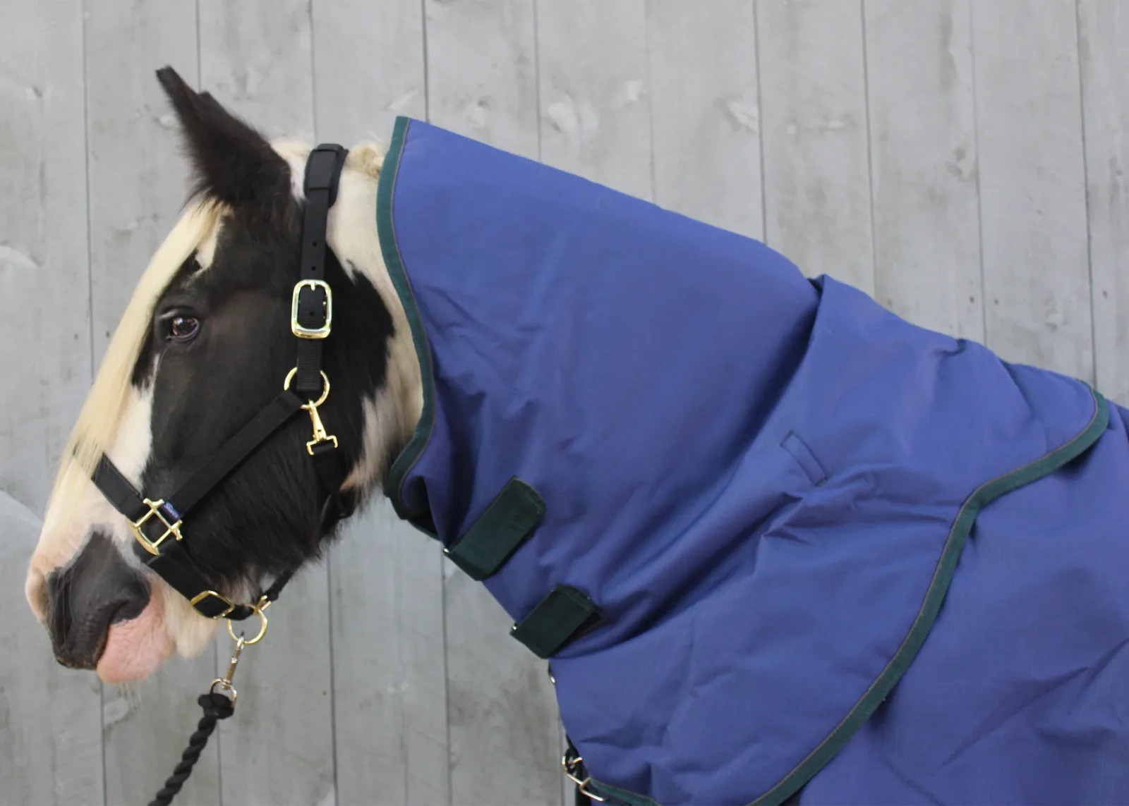 Shires Highlander 200G Neck Cover