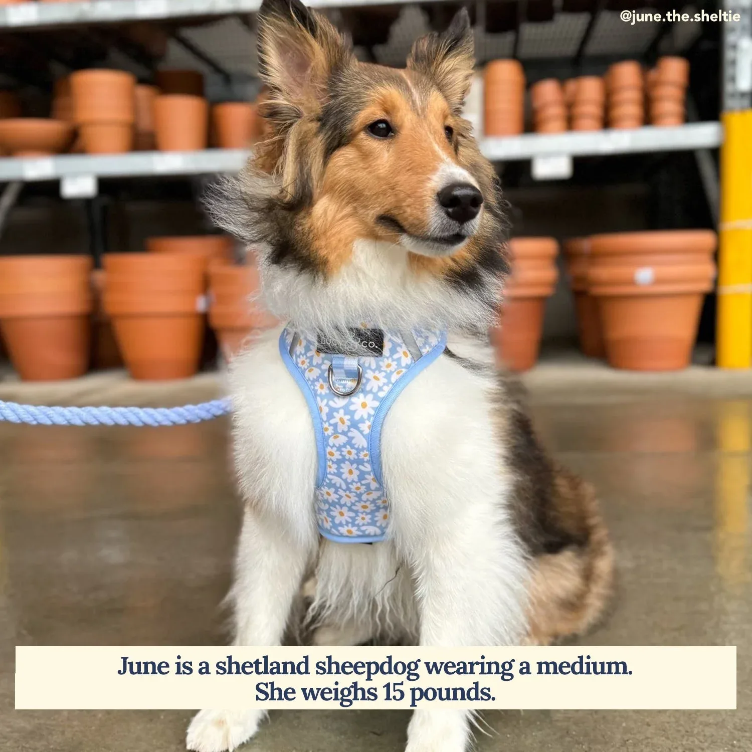 Simply Splendid No-Pull Harness - Image 2