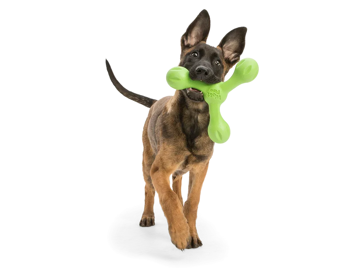 Skamp The Final Fetch - Image 2