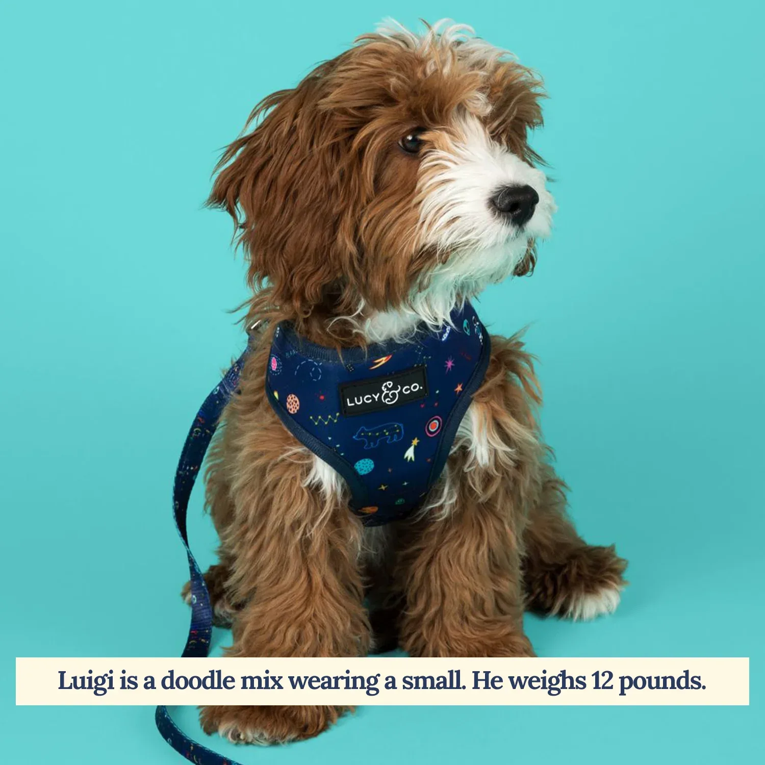 Space Doodle Reversible Harness - Image 2