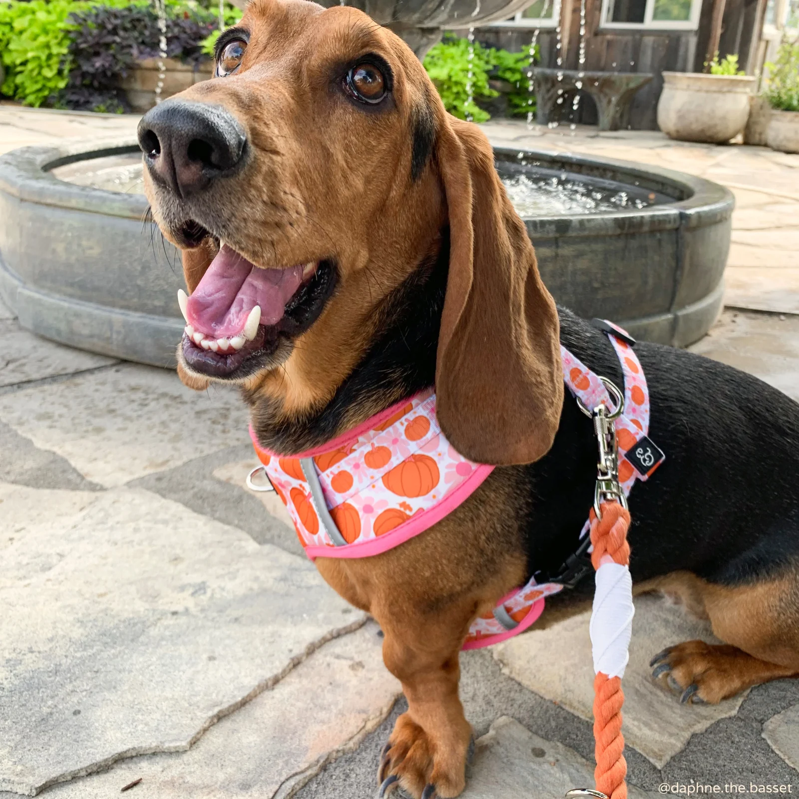 Spice Hands-Free Rope Leash - Image 2