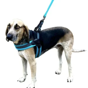 Sporn Easy Fit Dog Harness Blue - Medium