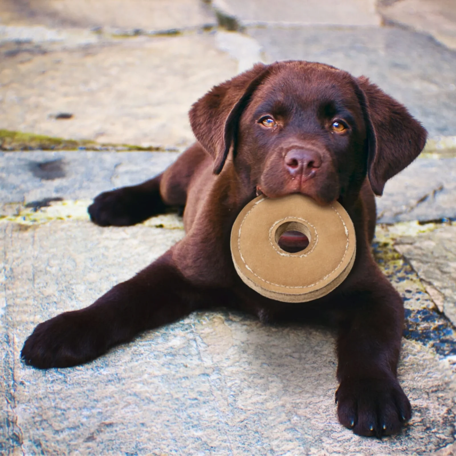 Spot Dura-fuse Leather Chunky Dog Toy Ring 6in - Image 2