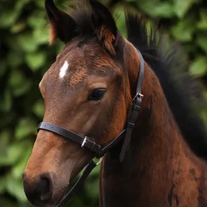 Standard Foal Slip 3/4" Dark Havana