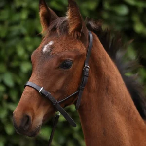 Standard Foal Slip 5/8" Dark Havana