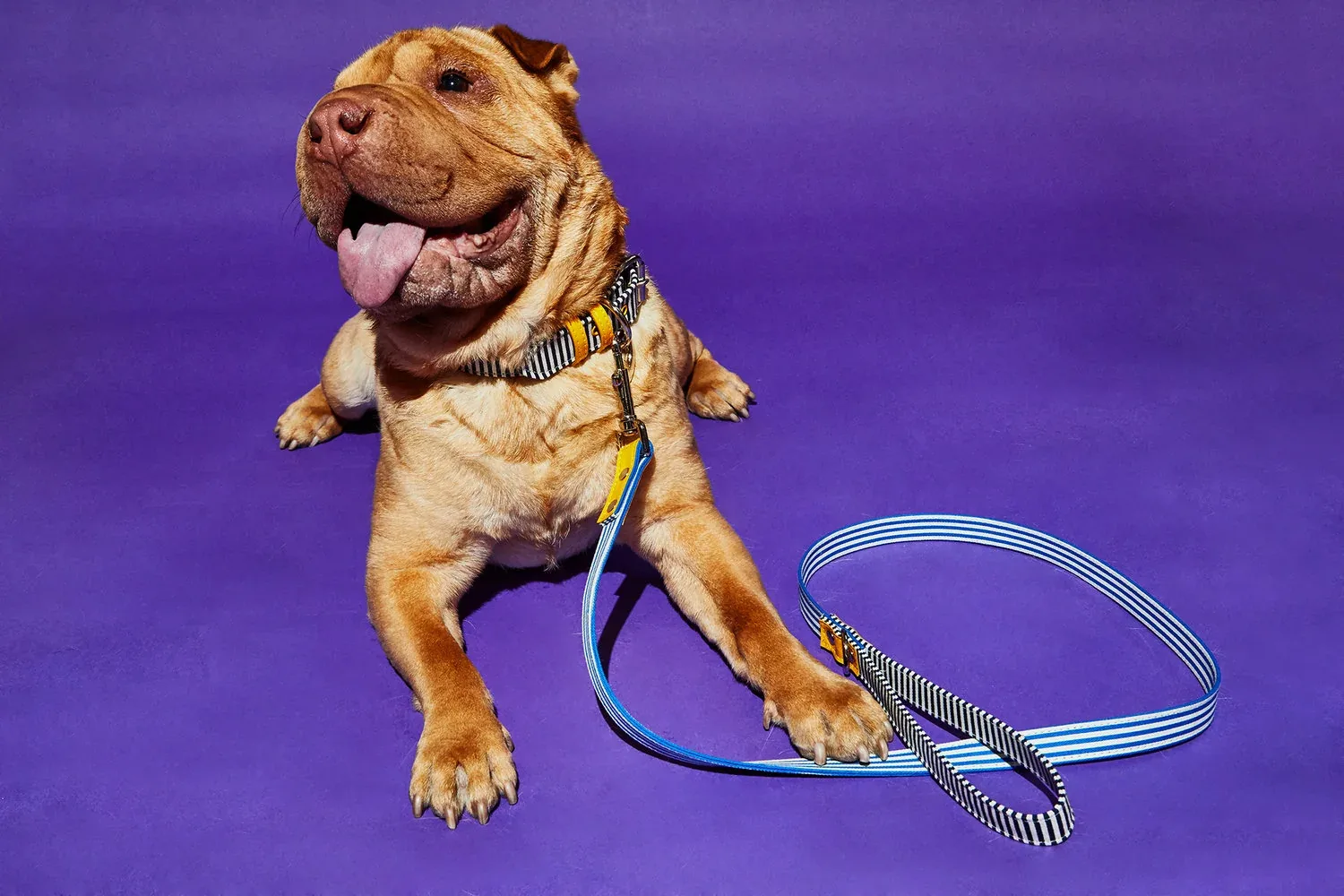 Striped Canvas Leash - Image 2