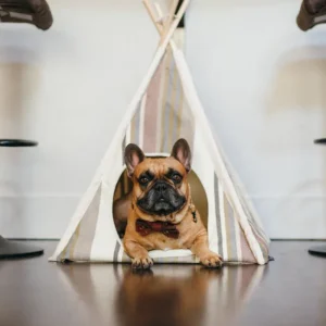 Striped Pet Teepee in Seacoast (Drop-Ship)