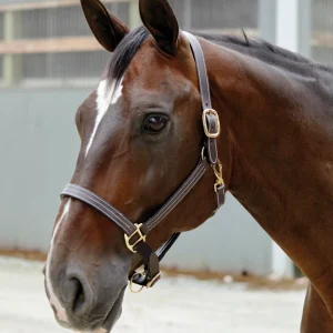 Suffolk™ Triple-Stitched Halter