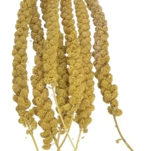 Sunseed Golden Millet Spray Natural Bird Treat