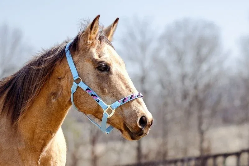 Tabelo Rope Trim Halter - Image 2