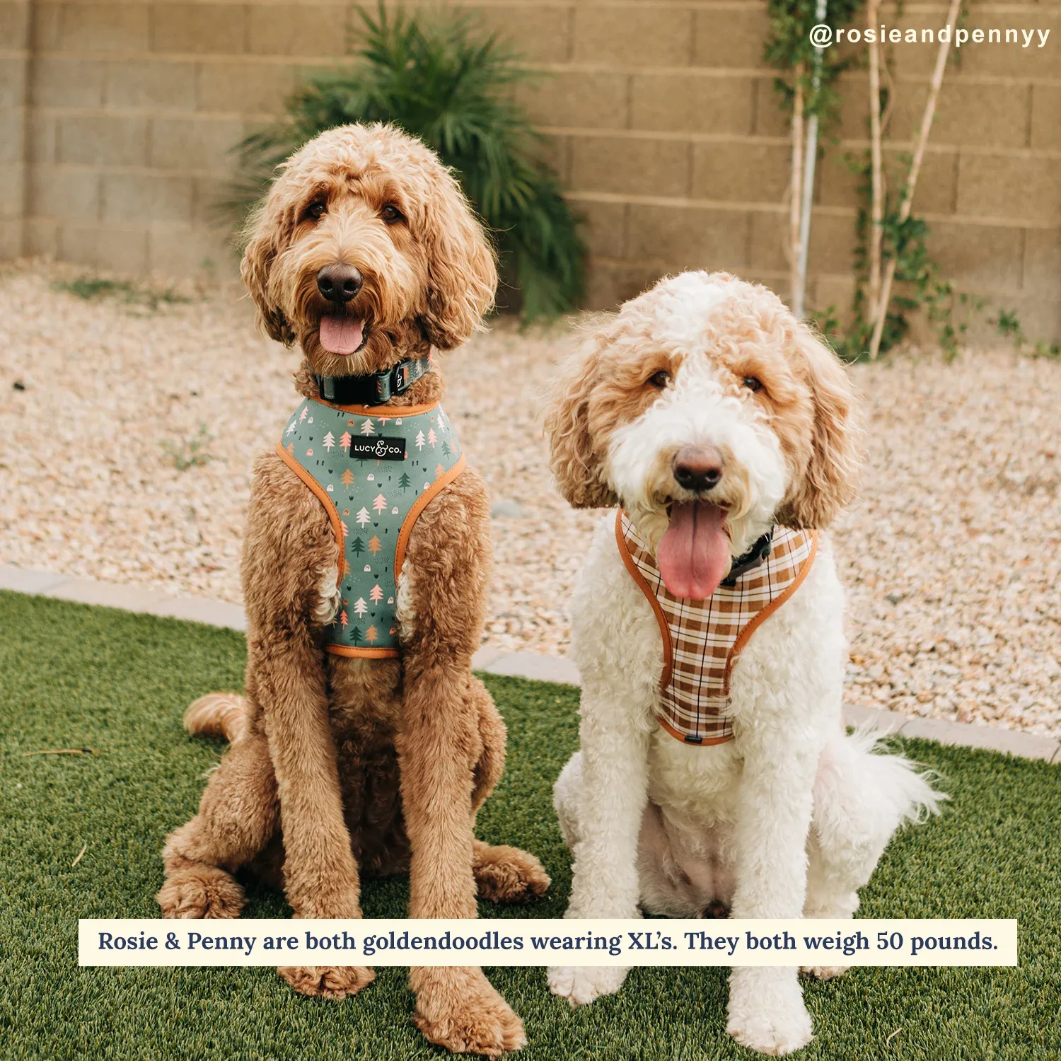 Take a Hike Reversible Harness - Image 2