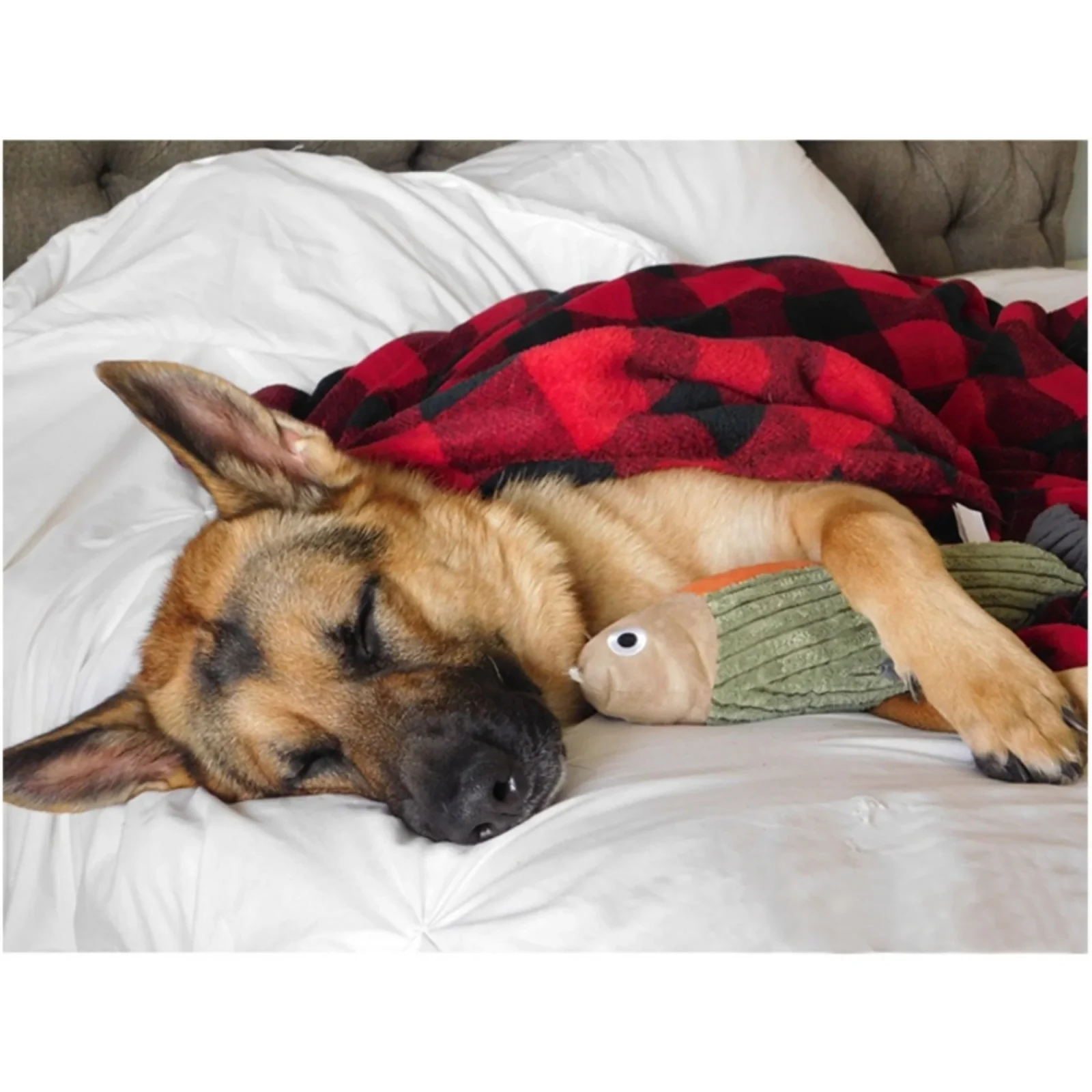 Tall Tails Dog Hunters Blanket 30 x 40 - Image 2