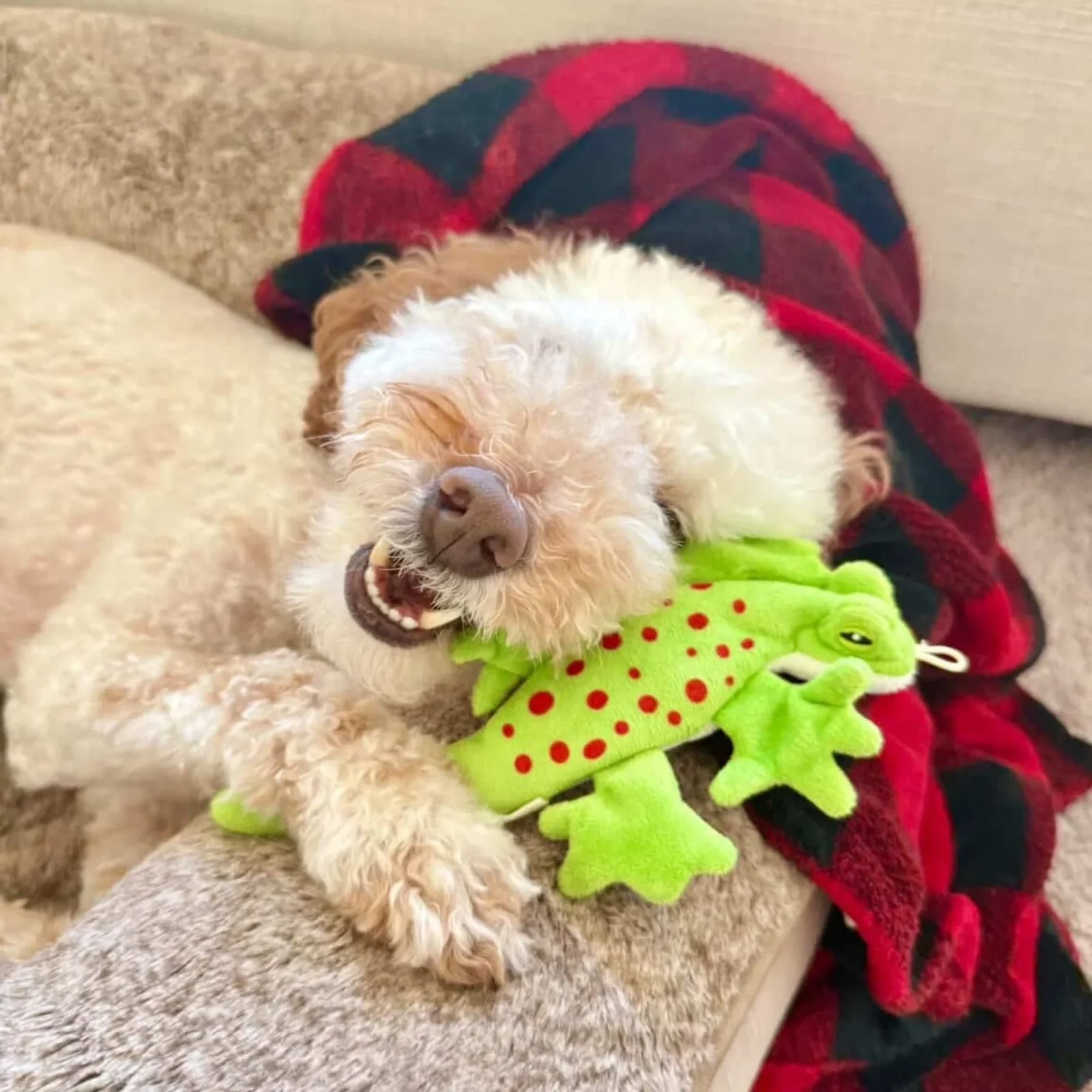 Tall Tails Stuffless Lizard Dog Toy, 8 Inches - Image 2