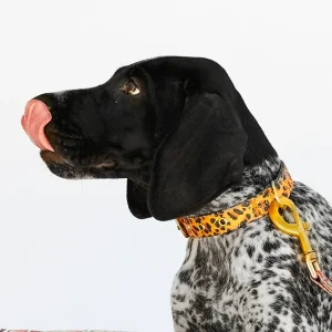 Tarzan Dog Collar