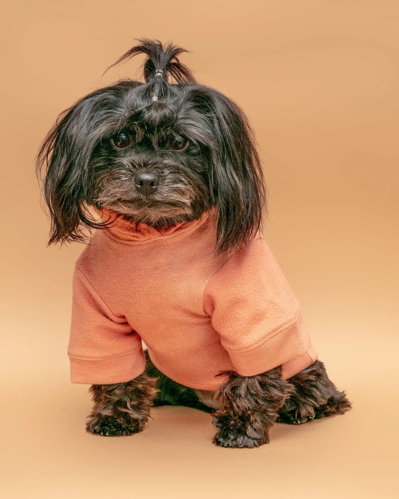The Basics Dog Hoodie in Copper Terra <> - Image 2