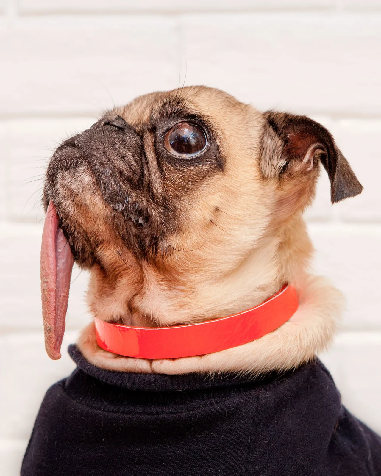 The Cleo Leather Tag Collar in Fluoro Red (Dog & Co. Exclusive) (FINAL SALE) - Image 2
