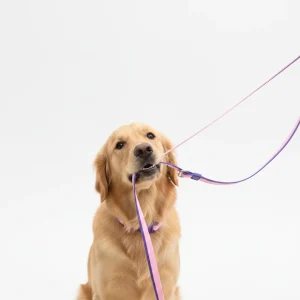 The New Dual-Color Embossed Pet Leash Set Is A Pet Product That Combines Appearance