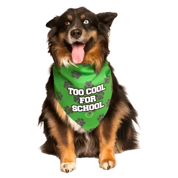 Too Cool For School Bandana by Dog Fashion Living