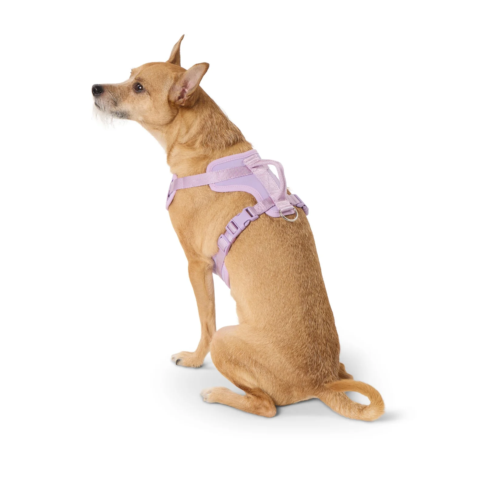 Top Paw® Adjustable Neoprene Comfort Dog Harness, Multiple Colors & Sizes - Image 2