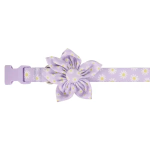 Top Paw® Daisy Dog Collar, Purple Flower Dog Collar, Lavender Dog Collar, Adjustable, Multiple Sizes