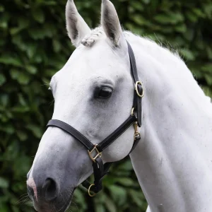 Traditional Leather Headcollar Black