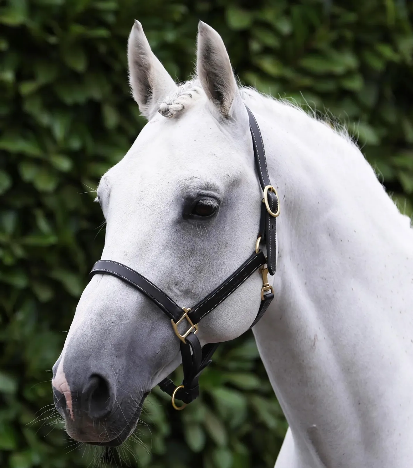 Traditional Leather Headcollar Black