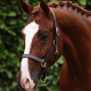 Traditional Leather Headcollar Dark Havana