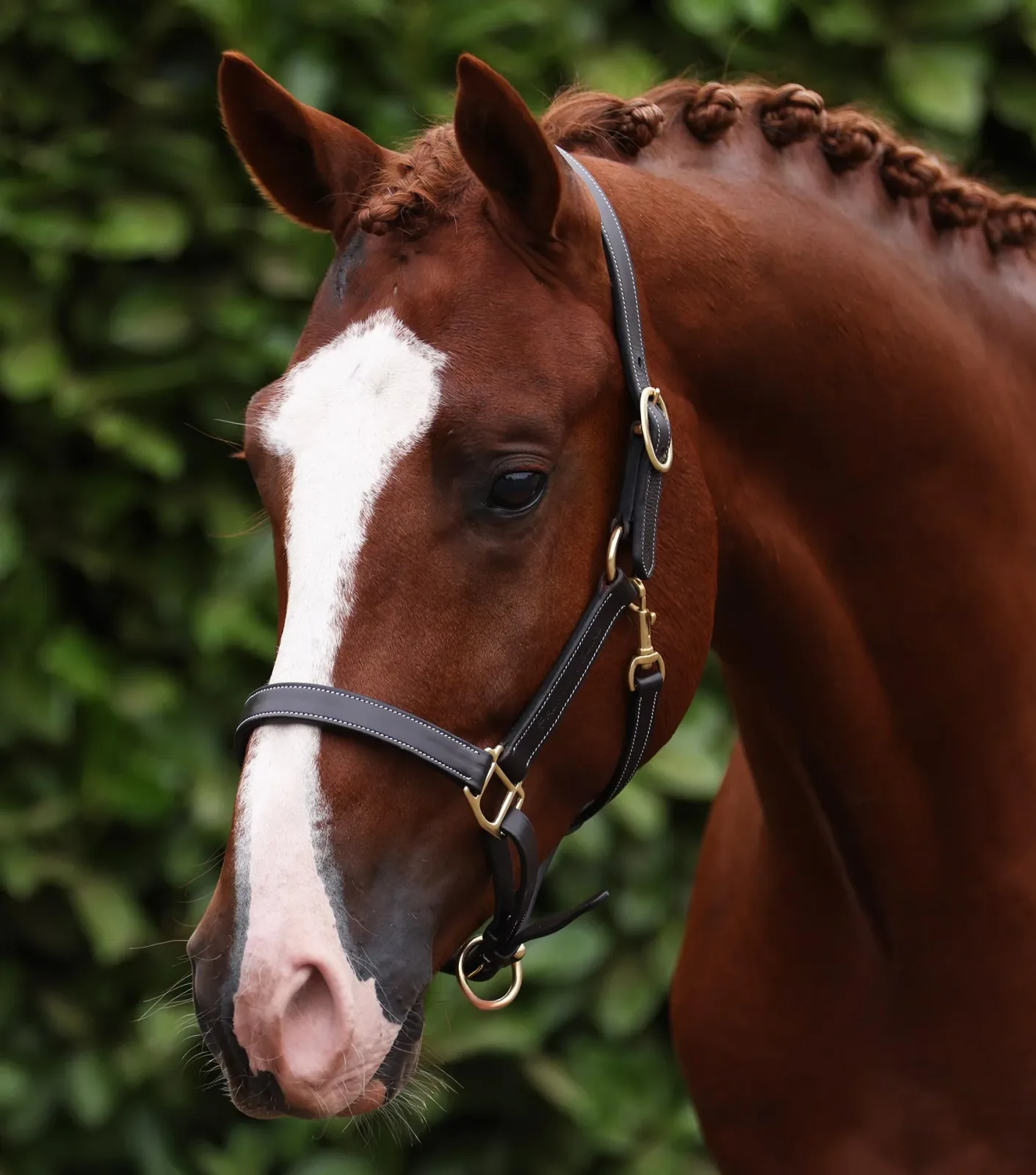 Traditional Leather Headcollar Dark Havana