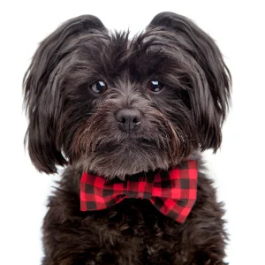 TRISH HAMPTON | Buffalo Plaid Bow Tie