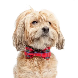 TRISH HAMPTON | Tartan Plaid Bow Tie