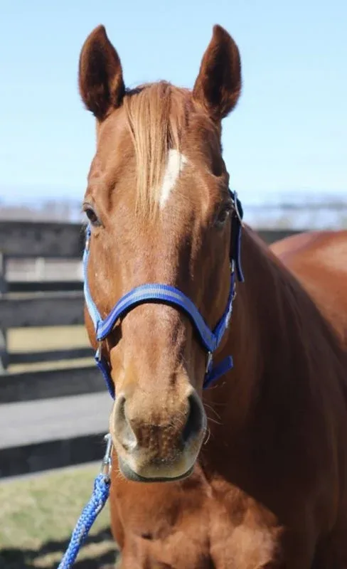 TuffRider Nylon Breakaway Halter & Lead Set - Image 2