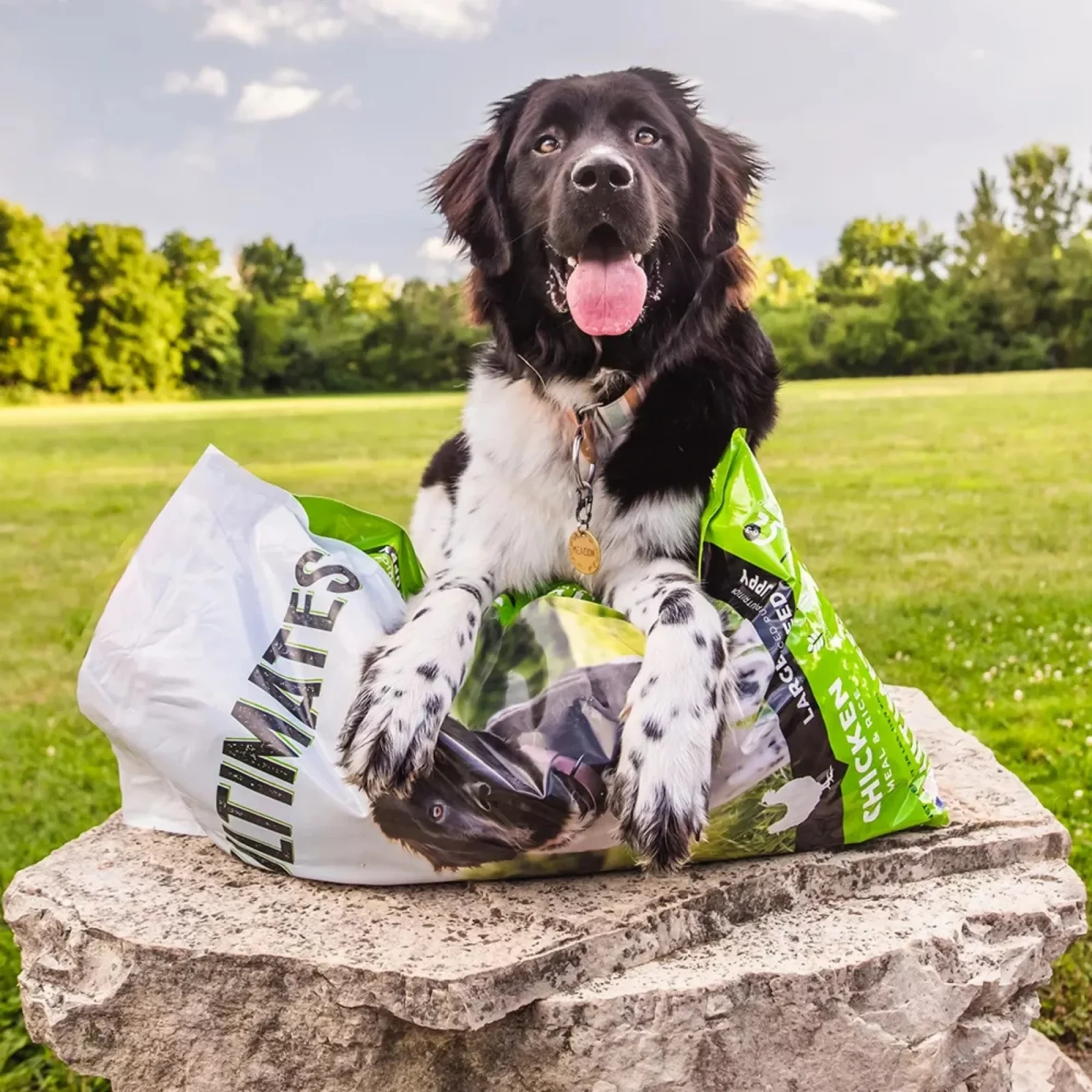 Ultimates Large Breed Puppy Dry Dog Food Chicken Meal & Rice 28lb - Image 2