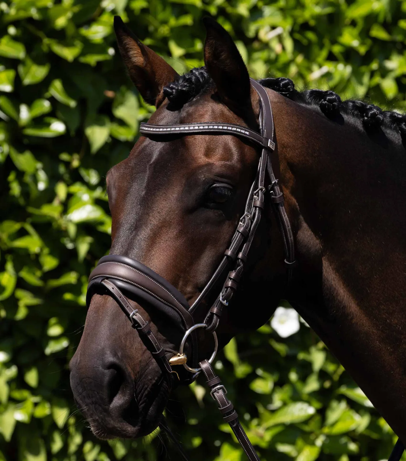 Veneto Anatomical Snaffle Bridle with Flash Brown