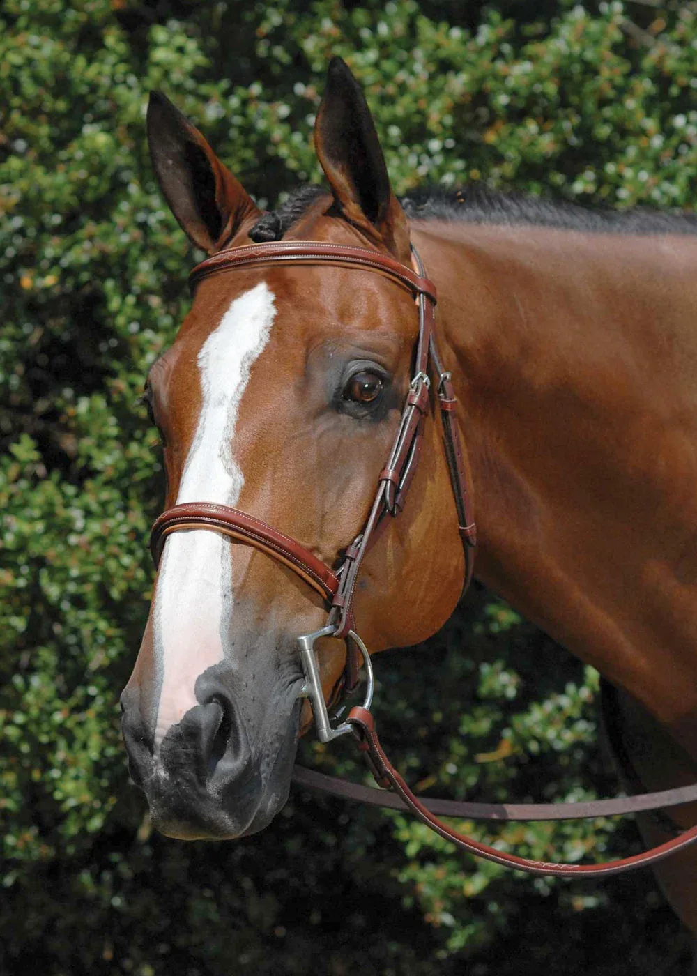 Vespucci Fancy Raised Hunter Bridle - Image 2