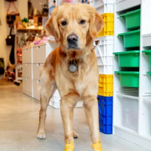 WagWellies Waterproof Dog Boots (in Green, Yellow, Pink, or Bone)