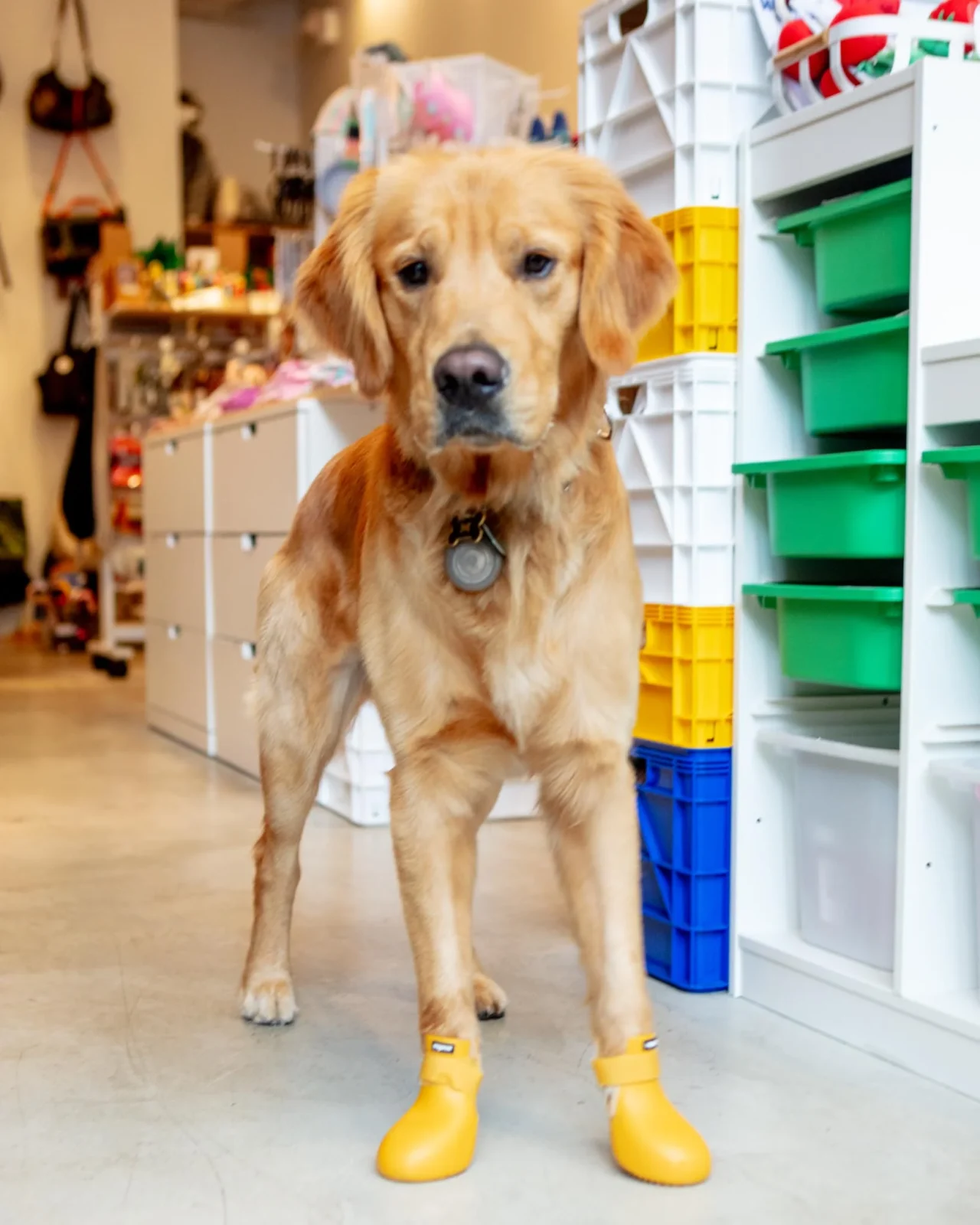 WagWellies Waterproof Dog Boots (in Green, Yellow, Pink, or Bone)