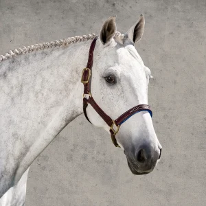 Walsh™ Signature Padded Halter