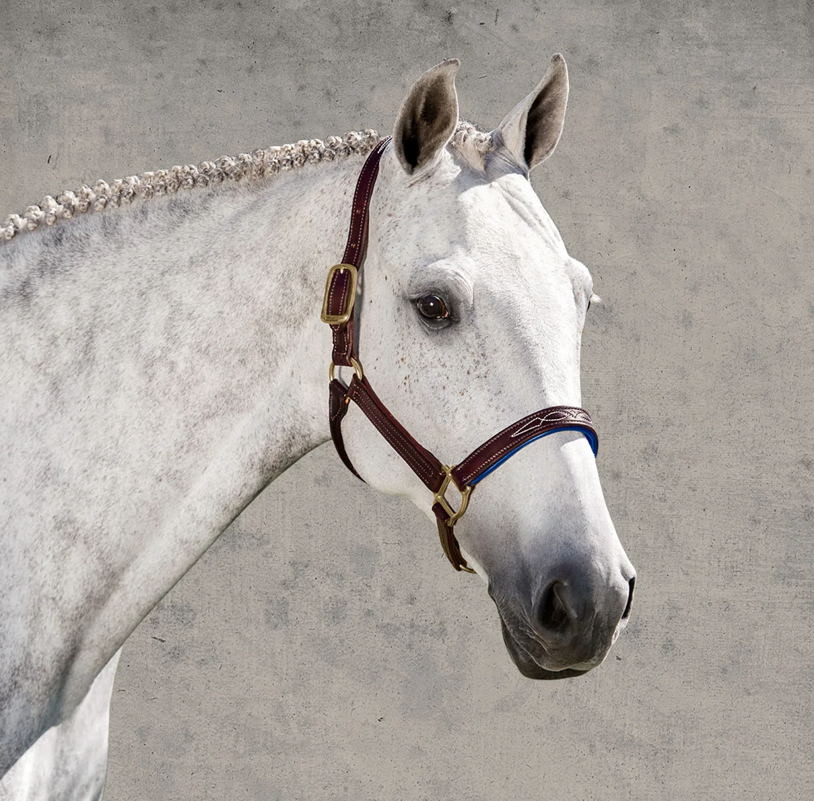 Walsh™ Signature Padded Halter