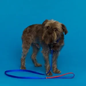 WARE of the DOG | Nylon Leash in Blue/Orange