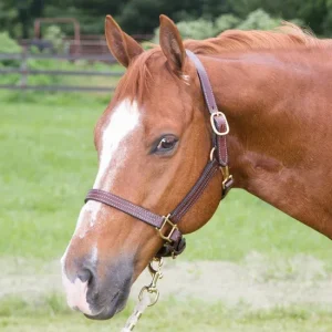 Weaver Leather 1in. Track Halter