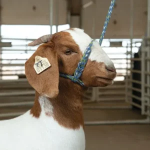 Weaver Livestock Leather Poly Rope Goat/Sheep Halter