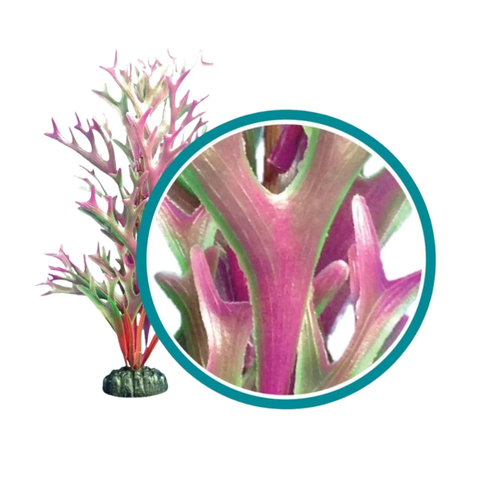Weco Products Marine Pro Series Giant Kelp Aquarium Plant CRed, 1ea/6 in, Giant