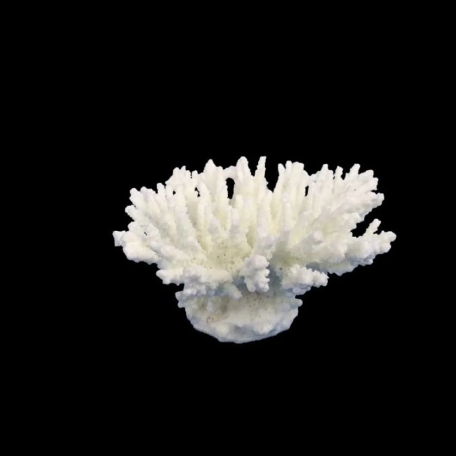Weco Products South Pacific Coral Tabletop Ornament White, 1ea/XS